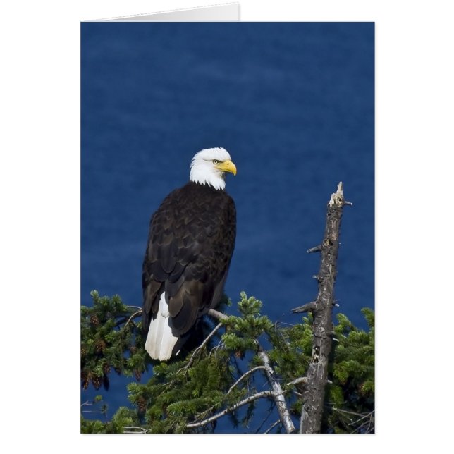 Bald Eagle on Fir Tree – カード (正面)