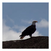 Bald Eagle on High Ground Glossy Poster ポスター (正面)