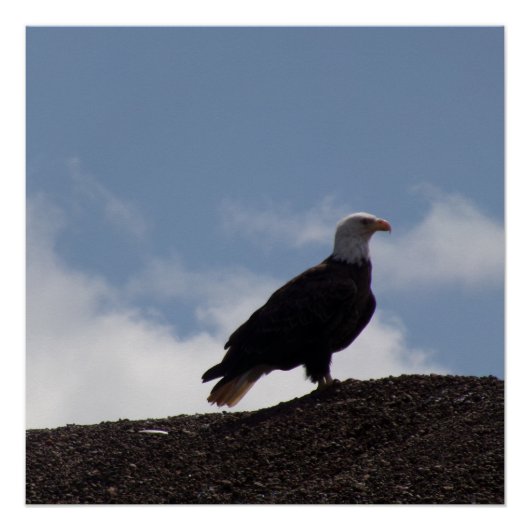 Bald Eagle on High Ground Glossy Poster ポスター (正面)