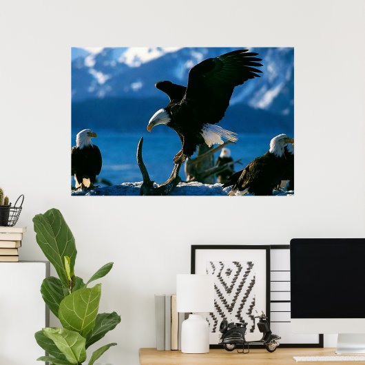 Bald Eagle on log poster ポスター (ホームオフィス)