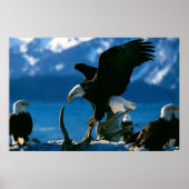 Bald Eagle on log poster ポスター (正面)