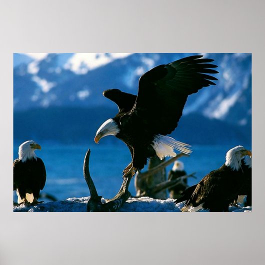 Bald Eagle on log poster ポスター (正面)