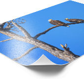 Bald Eagle Pair at Money Bayou,フロリダ フォトプリント (角)