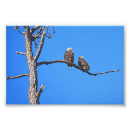 Bald Eagle Pair at Money Bayou，フロリダ フォトプリント