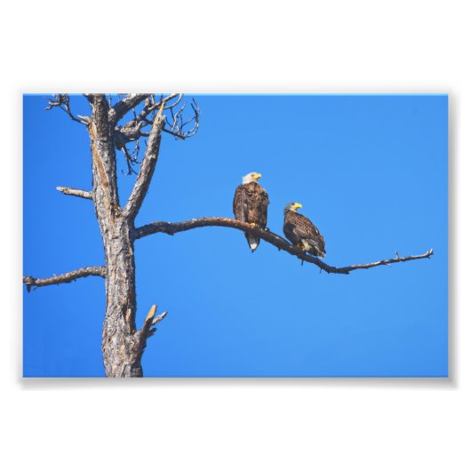 Bald Eagle Pair at Money Bayou,フロリダ フォトプリント (正面)