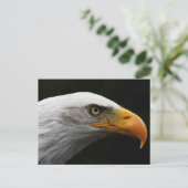 Bald Eagle pccna ポストカード (スタンド正面)