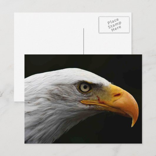 Bald Eagle pccna ポストカード (正面/裏面)