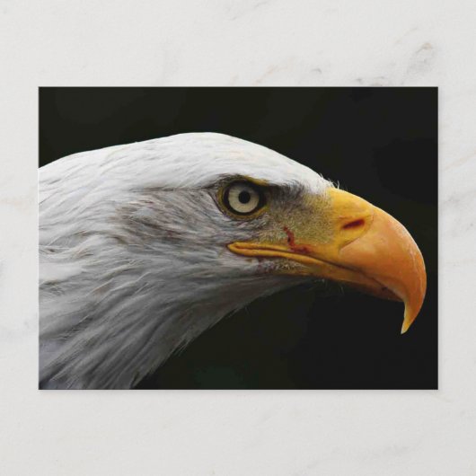 Bald Eagle pccna ポストカード (正面)