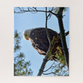 Bald Eagle Perch - 16x20 - 520個 ジグソーパズル (縦)