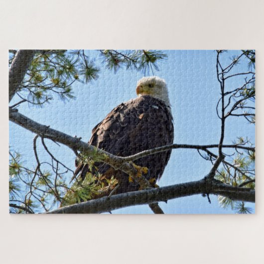 Bald Eagle Perch - 20x30 - 1014個。 ジグソーパズル (横)