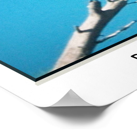 Bald Eagle Poster ポスター (角)