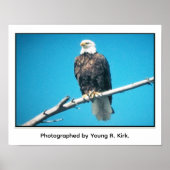 Bald Eagle Poster ポスター (正面)