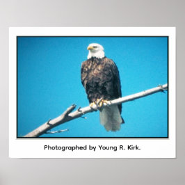 Bald Eagle Poster ポスター
