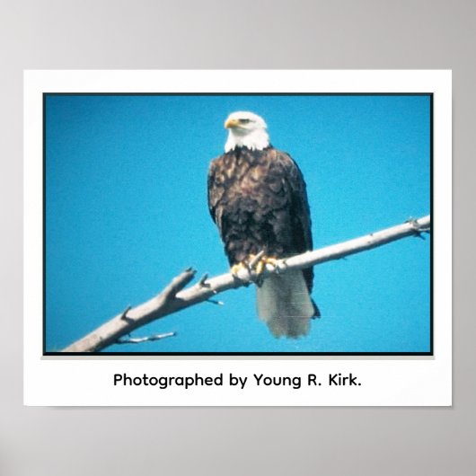 Bald Eagle Poster ポスター (正面)