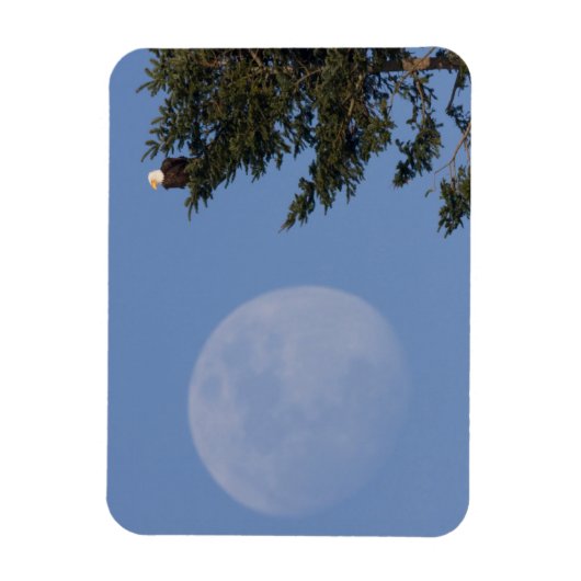 Bald Eagle | Rising Full Moon マグネット (縦)