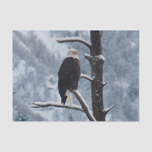 Bald Eagle Snow Tree写真 薄葉紙 (正面)