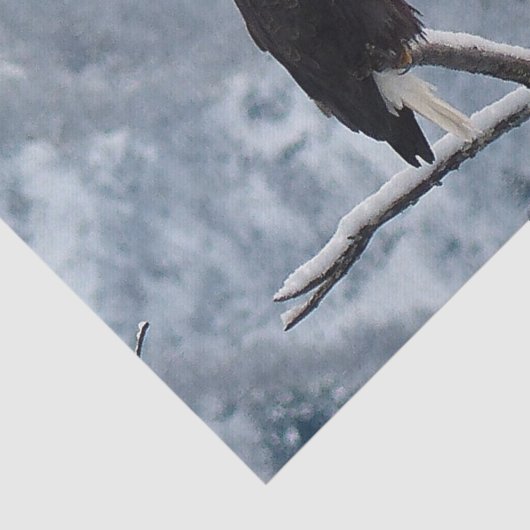 Bald Eagle Snow Tree写真 薄葉紙 (詳細)