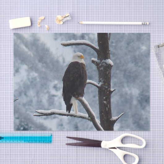 Bald Eagle Snow Tree写真 薄葉紙 (クラフト)