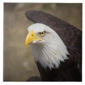 Bald Eagle Strength – Decorative Ceramic Tile タイル (正面)