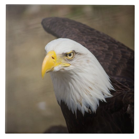 Bald Eagle Strength – Decorative Ceramic Tile タイル (正面)