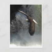 BALD EAGLE & WATER秋はがき ポストカード (正面)