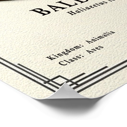 Bald Eagle Zoology Series ポスター (角)