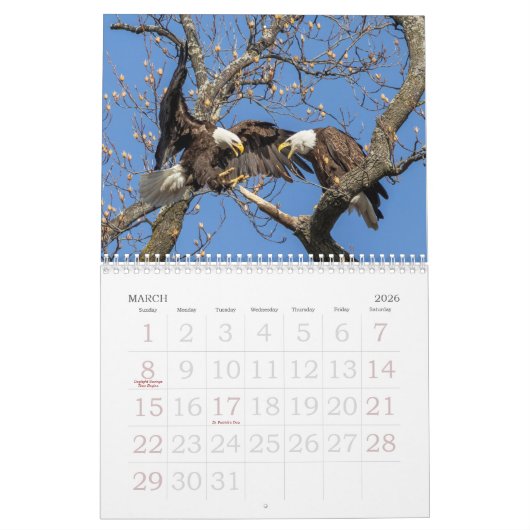 Bald Eagles, American Symbol Calendar カレンダー (3月 2026)