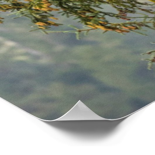 Bald Eagles | Tongass National Forest Alaska ポスター (角)