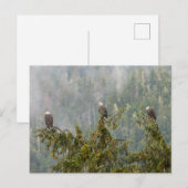 Bald Eagles | Tongass National Forest Alaska ポストカード (正面/裏面)