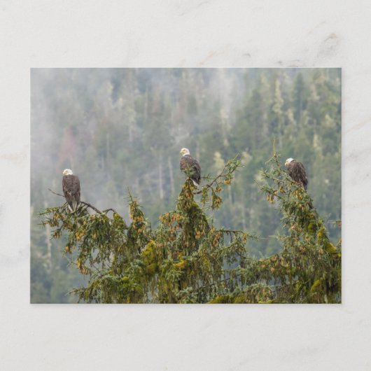 Bald Eagles | Tongass National Forest Alaska ポストカード (正面)
