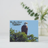 Bald EagleSan Juan Island,ワシントン葉書 ポストカード (スタンド正面)