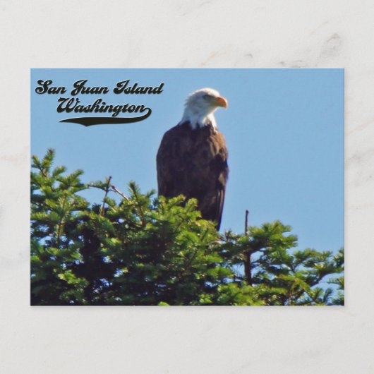 Bald EagleSan Juan Island,ワシントン葉書 ポストカード (正面)