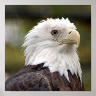 baldeagle10x10 ポスター