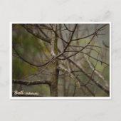 Bali Rainy Season Bare Tree Postcard シーズンポストカード (正面)