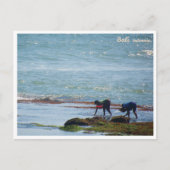Balinese Seaweed Harvest Bali Postcard シーズンポストカード (正面)