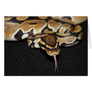 Ball Pythonカード