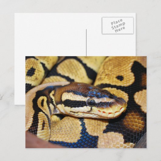 Ball Python、コイル、顔 ポストカード (正面/裏面)