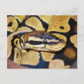 Ball Python、コイル、顔 ポストカード (正面)