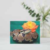 Ball Python、緑の背景、オレンジのバラ ポストカード (スタンド正面)