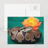 Ball Python、緑の背景、オレンジのバラ ポストカード (正面/裏面)