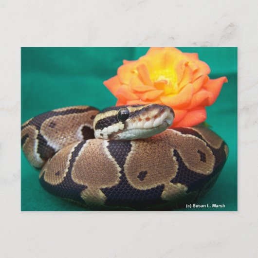 Ball Python、緑の背景、オレンジのバラ ポストカード (正面)