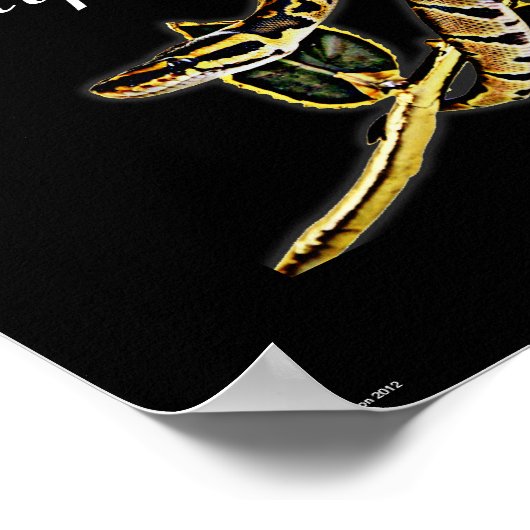 Ball Python Snakeポスター ポスター (角)