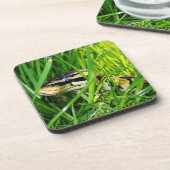 Ball Python snake in the Grass コースター (左側)