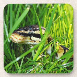 Ball Python snake in the Grass コースター