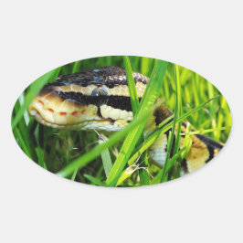 Ball Python snake in the Grass 楕円形シール