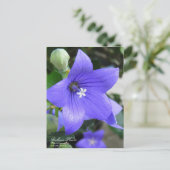 Balloon Flower ポストカード (スタンド正面)