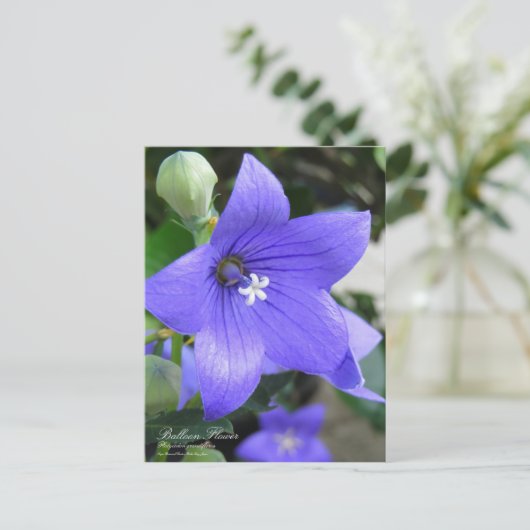 Balloon Flower ポストカード (スタンド正面)
