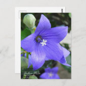 Balloon Flower ポストカード (正面/裏面)