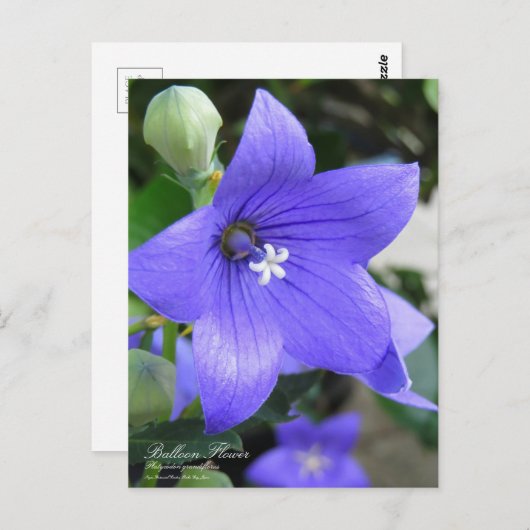 Balloon Flower ポストカード (正面/裏面)