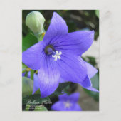 Balloon Flower ポストカード (正面)